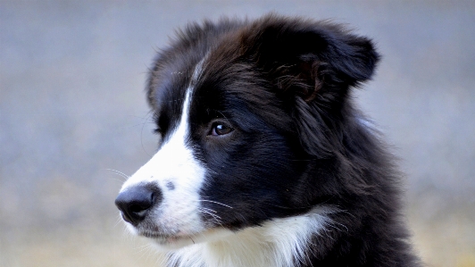 Foto Anak anjing collie
 mamalia