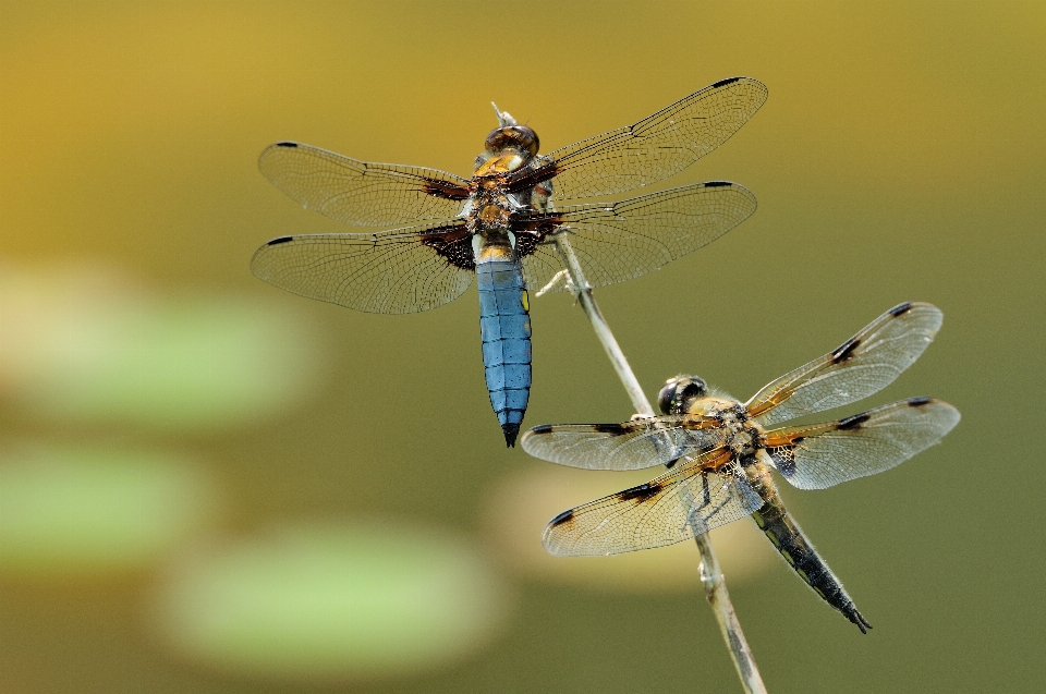 Nature wing photography insect