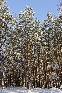 風景 木 自然 森 写真