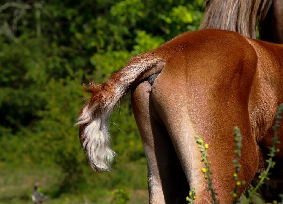 Nature herbe champ cultiver