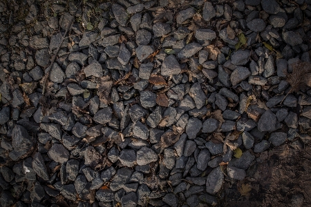 Tree rock wood texture Photo