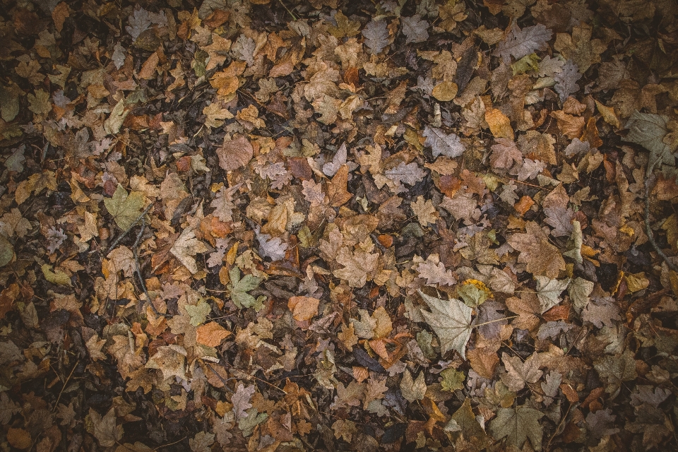 Rock wood texture leaf