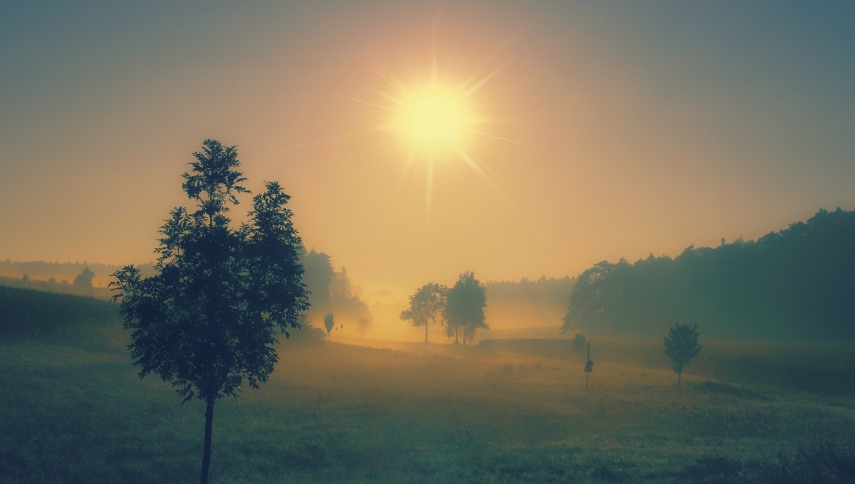 Drzewo natura horyzont góra