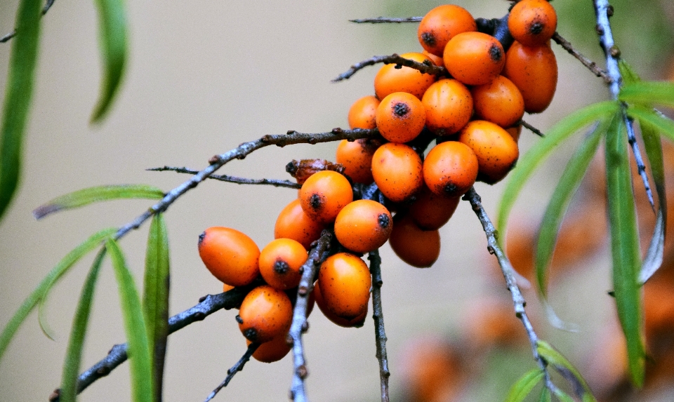 Tree nature branch plant