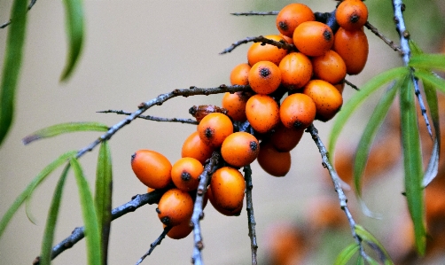 Tree nature branch plant Photo