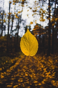 Landscape tree nature forest Photo