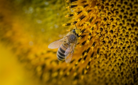 Zdjęcie Natura zakład fotografia światło słoneczne