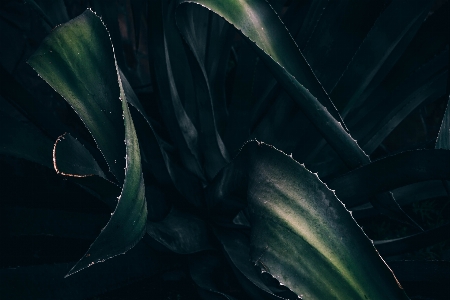 植物 葉 花 緑 写真