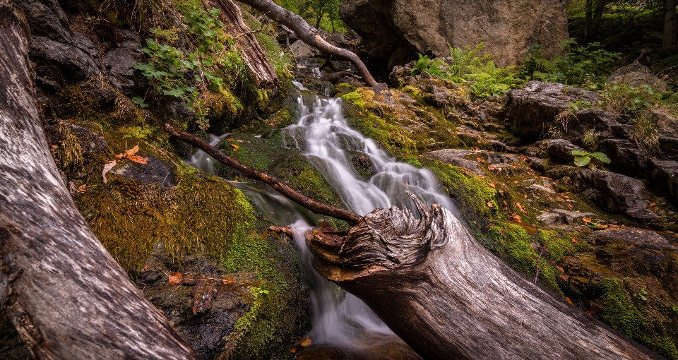 Paesaggio albero acqua natura