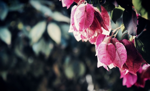 Tree nature branch blossom Photo