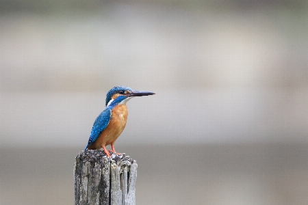 Foto Uccello ala sfocatura legna