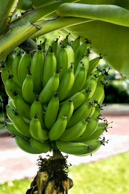 Plant fruit flower food