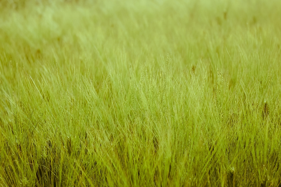 Grass plant field lawn