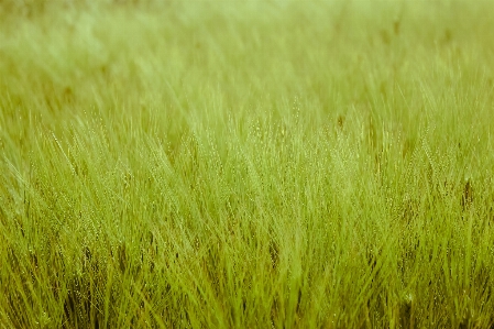 Grass plant field lawn Photo