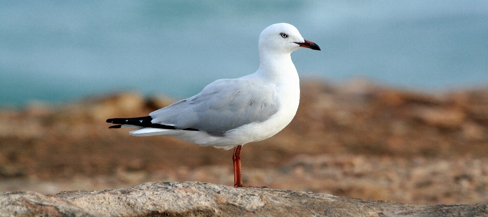 Mer oiseau animal de mer
