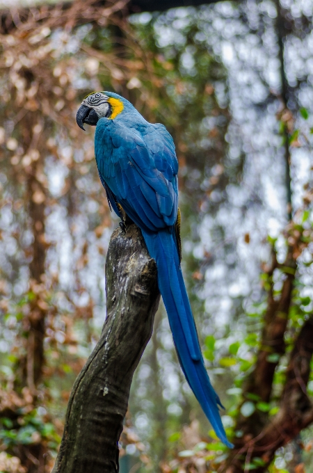 Naturaleza bosque rama pájaro