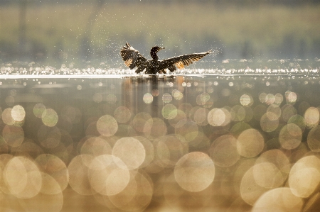 Water nature winter bird Photo