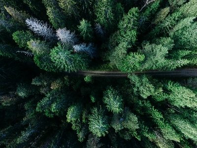 Landscape tree forest branch Photo