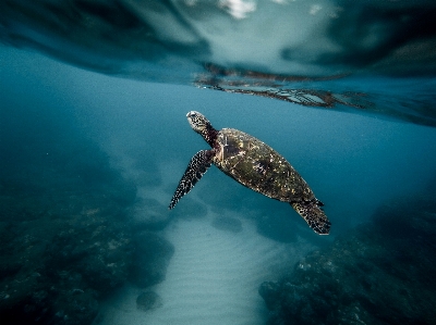 Meer wasser ozean tier Foto