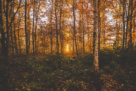 Foto Paesaggio albero natura foresta