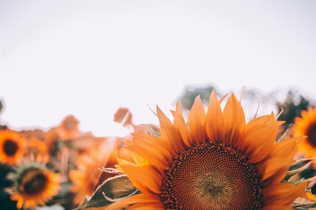 Nature blossom plant field Photo