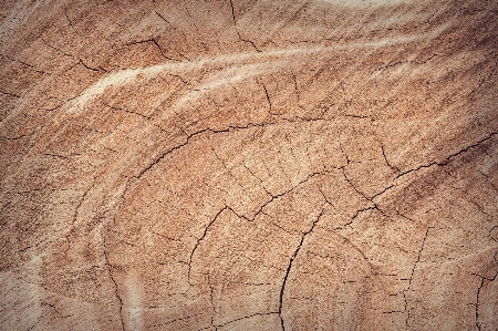 木 自然 砂 概要 写真