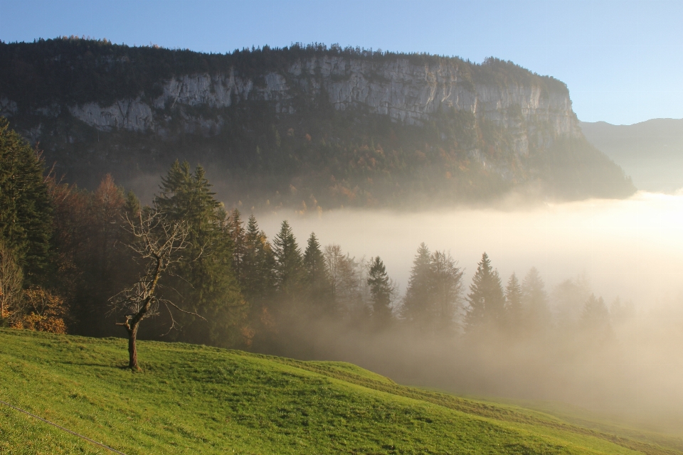 Paisaje árbol naturaleza bosque