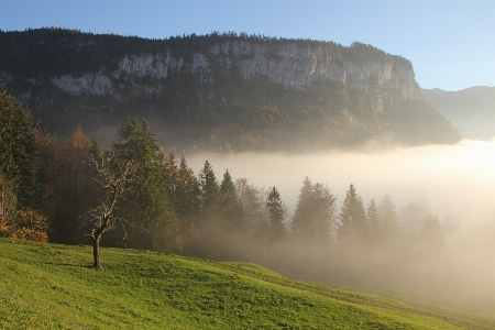 Landscape tree nature forest Photo