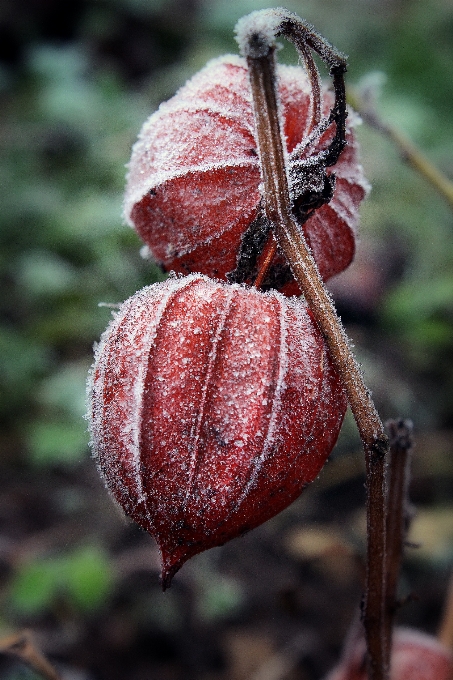 Natura fiore freddo inverno