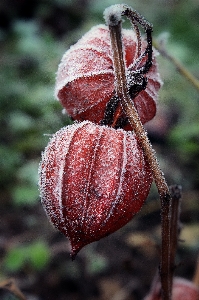 Nature blossom cold winter Photo