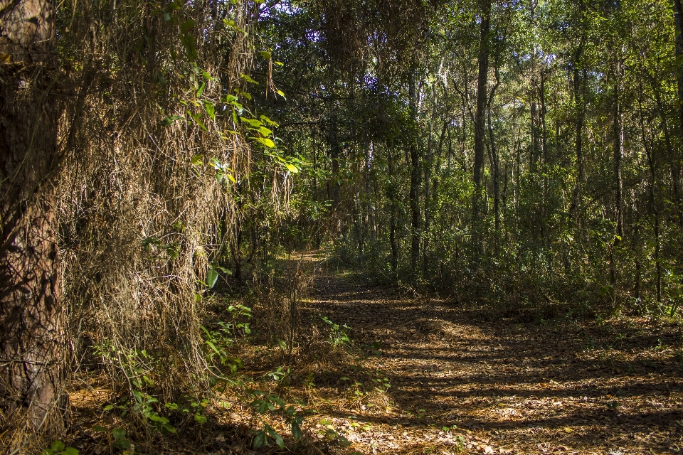 Albero natura foresta all'aperto