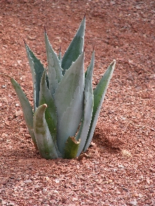 Foto Naturaleza cactus
 crecimiento planta