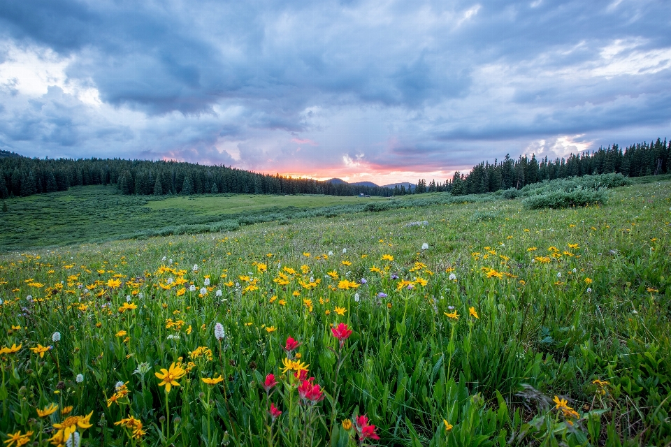 Landschaft natur wald gras