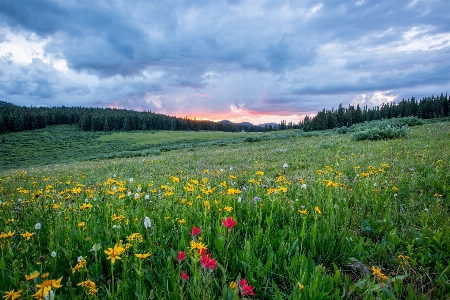 Landschaft natur wald gras Foto