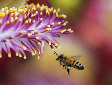 Nature blossom blur plant Photo