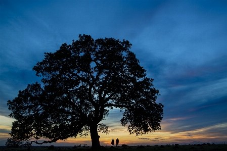 風景 木 自然 地平線 写真