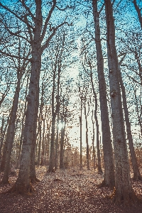 Photo Arbre nature forêt région sauvage
