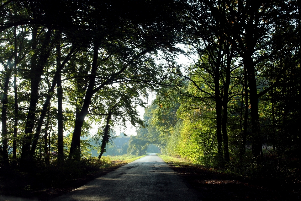 Landscape tree nature forest