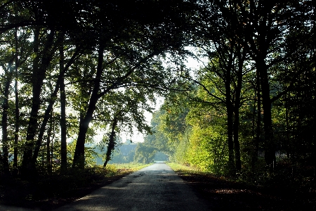 Landscape tree nature forest Photo