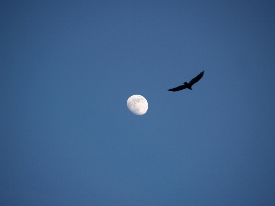 Paysage silhouette ouvrir oiseau