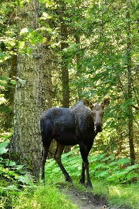 Tree nature forest wilderness Photo