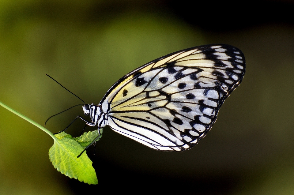 Natura skrzydło zakład biały