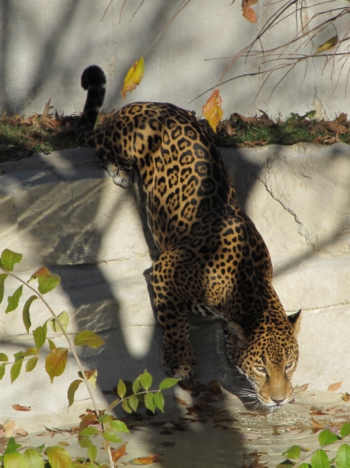 Nature faune zoo fourrure