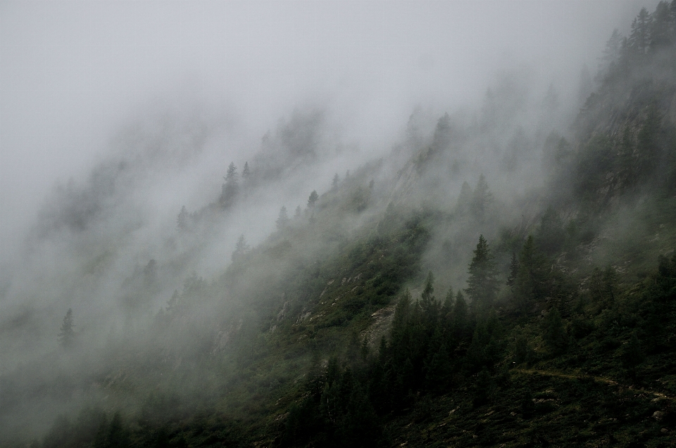 Landscape nature forest mountain