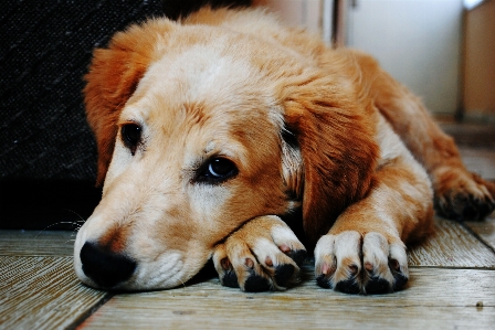 子犬 犬 動物 かわいい 写真