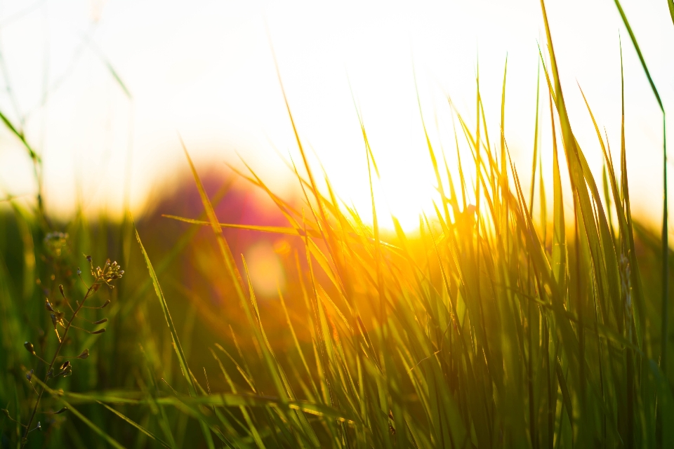 Natur gras zweig licht