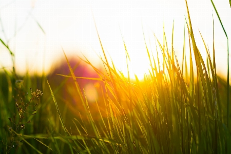 Nature grass branch light Photo