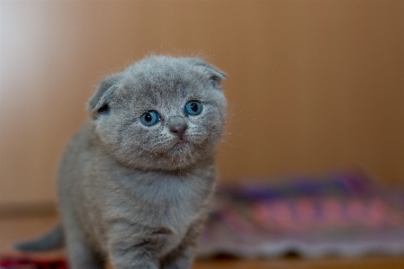 Foto Animale carino domestico ritratto