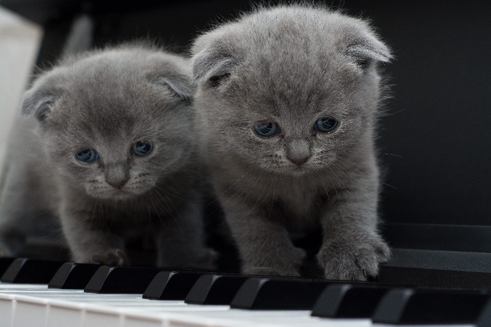 Kitten cat piano mammal