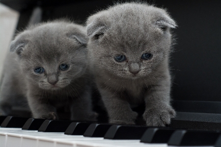 Foto Anak kucing piano mamalia